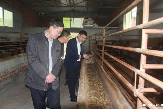 市贸促会副会长杨仲生检查蓬安县杨家镇伏岭村黑山羊养殖情况.JPG